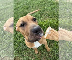 Mastiff-Unknown Mix Dogs for adoption in Germantown, OH, USA