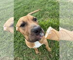 Small Mastiff Mix