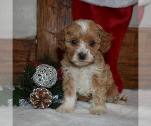 Cavapoo-Poodle (Miniature) Mix Puppy for sale in NEWPORT, PA, USA