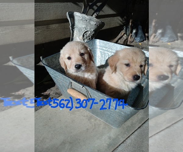 Medium Photo #10 Golden Retriever Puppy For Sale in ANAHEIM, CA, USA