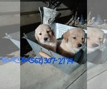 Small Photo #10 Golden Retriever Puppy For Sale in ANAHEIM, CA, USA