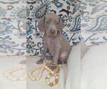 Puppy Livie Weimaraner