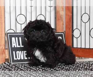 ShihPoo Puppy for sale in NAPLES, FL, USA