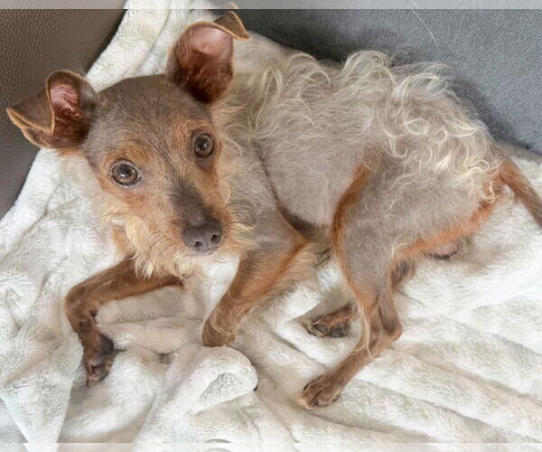 Medium Photo #2 Chihuahua-Tibetan Terrier Mix Puppy For Sale in Corona, CA, USA