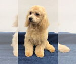 Small #4 Bichon Frise Mix