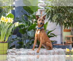 Small German Shepherd Dog Mix
