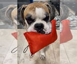 Small #4 Boxer