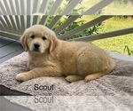 Small #17 Golden Retriever
