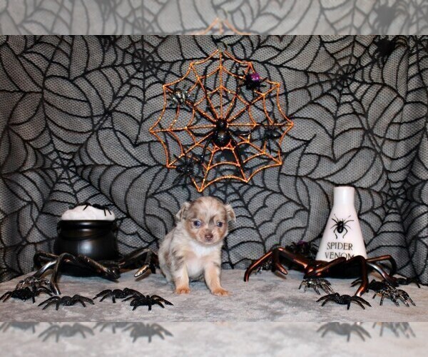 Medium Photo #3 Chihuahua Puppy For Sale in CHARLESTON, AR, USA