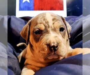 American Bully Puppy for sale in JASPER, TX, USA