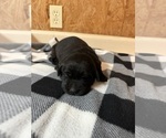 Small Photo #7 Labrador Retriever Puppy For Sale in SABETHA, KS, USA
