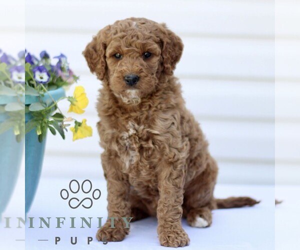 Medium Photo #1 Goldendoodle (Miniature) Puppy For Sale in RONKS, PA, USA