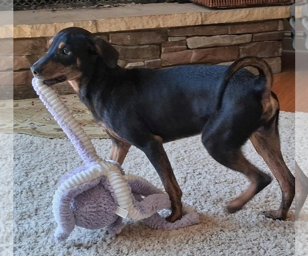 Medium Photo #6 Beagle-Mountain Cur Mix Puppy For Sale in Cookeville, TN, USA