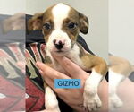 Small #2 Boxer Mix