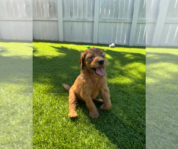 Medium Photo #8 Doodle-Goldendoodle Mix Puppy For Sale in WESTON, FL, USA