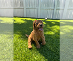 Small #7 Doodle-Goldendoodle Mix