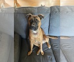 Small Mutt