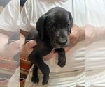 Puppy Sold Rune Great Dane