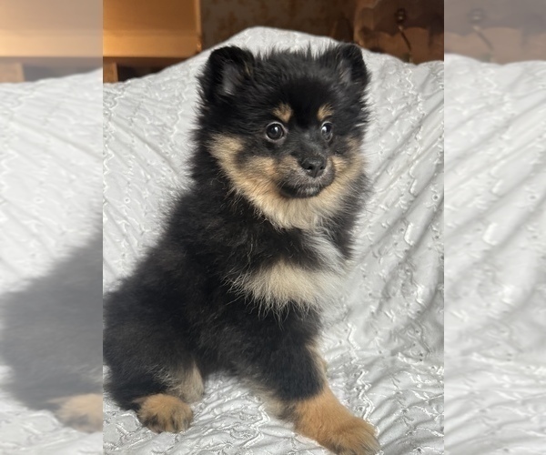 Medium Photo #3 Pomeranian Puppy For Sale in ARNOLD, MD, USA