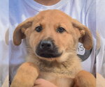 Small #5 Anatolian Shepherd-German Shepherd Dog Mix