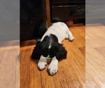 Small Photo #9 English Springer Spaniel Puppy For Sale in LINCOLN, NE, USA