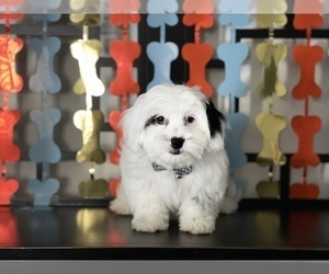 Mal-Shi Puppy for sale in RANCHO CUCAMONGA, CA, USA