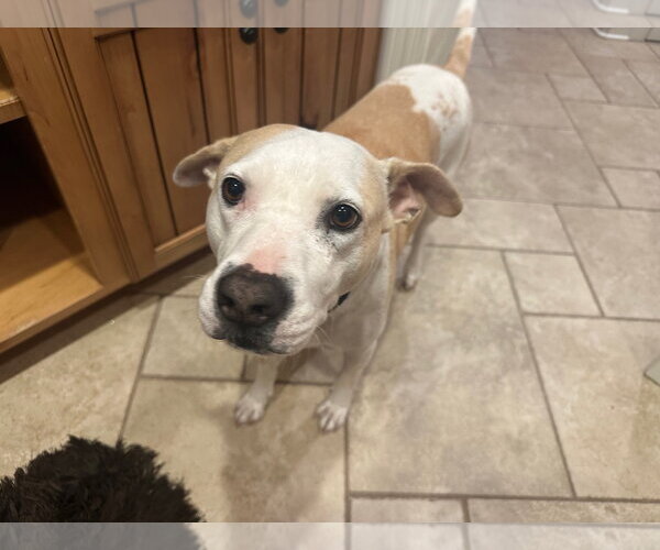Medium Photo #1 American Staffordshire Terrier-Unknown Mix Puppy For Sale in Columbus, IN, USA