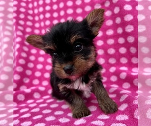 Yorkshire Terrier Puppy for sale in MARION, NC, USA