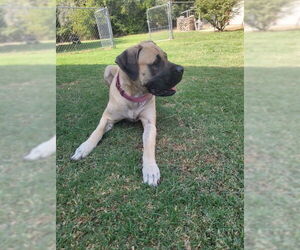 Mastiff Dogs for adoption in Edmond, OK, USA