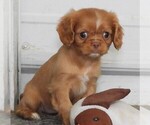 Puppy Puppy 2 Female Cavalier King Charles Spaniel