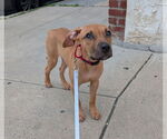 Small #8 Mutt
