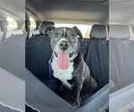 Small #4 American Pit Bull Terrier Mix