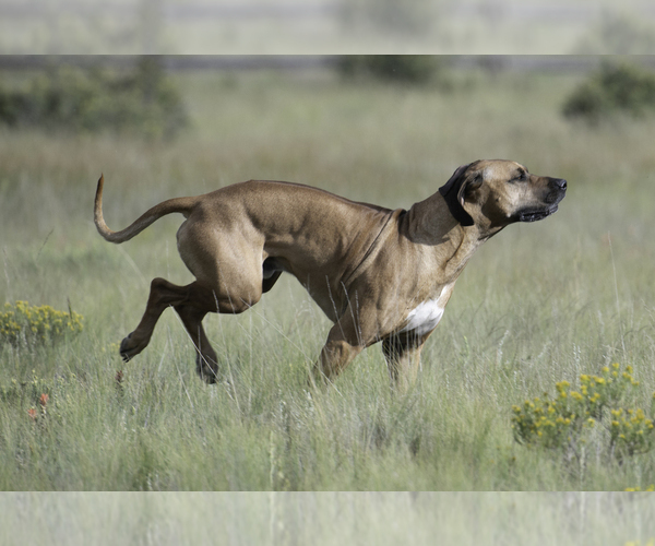 Medium Photo #5 Rhodesian Ridgeback Puppy For Sale in FAIRPLAY, CO, USA