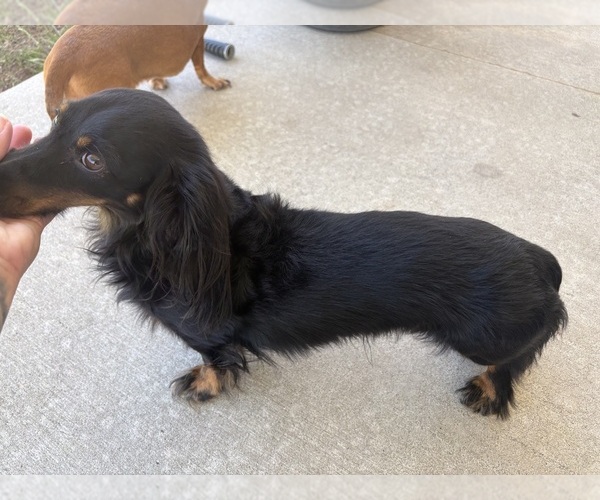 Medium Photo #1 Dachshund Puppy For Sale in HATBORO, PA, USA