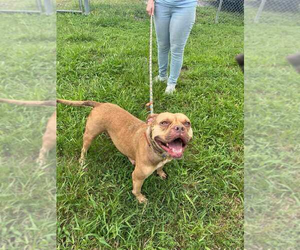 Medium Photo #4 Mutt Puppy For Sale in Abbeville, LA, USA