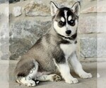 Small #1 Gerberian Shepsky