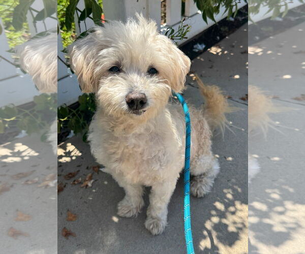 Medium Photo #6 Havanese-Unknown Mix Puppy For Sale in Newport Beach, CA, USA