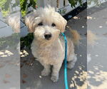 Small #5 Havanese Mix