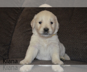 English Cream Golden Retriever Puppy for sale in GOSHEN, OH, USA