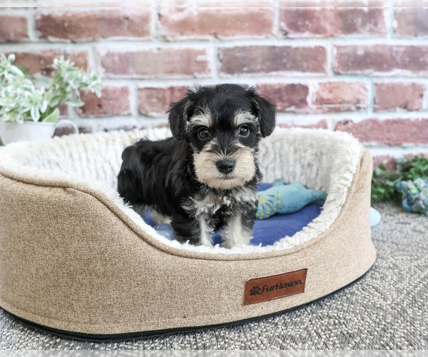 Medium Photo #2 Schnauzer (Miniature) Puppy For Sale in SYRACUSE, IN, USA