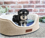 Small #1 Schnauzer (Miniature)