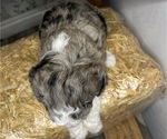 Small Photo #101 Sheepadoodle Puppy For Sale in HUNTINGTON BEACH, CA, USA