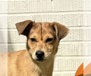 Mutt Dogs for adoption in Canton, CT, USA