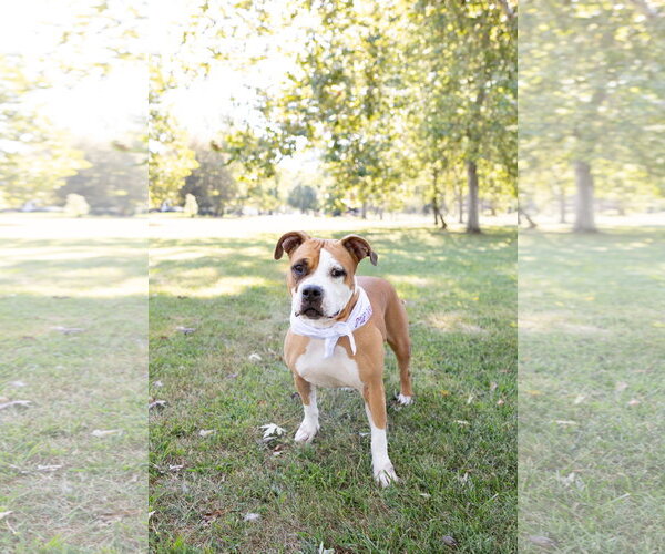 Medium Photo #23 Mutt Puppy For Sale in Crete, IL, USA