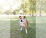 Small Photo #23 Mutt Puppy For Sale in Crete, IL, USA