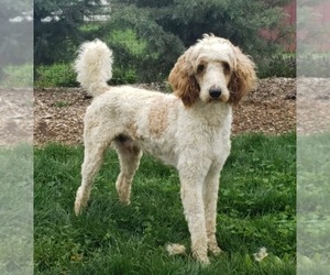 Father of the Goldendoodle puppies born on 03/26/2025