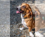 Small #3 Basset Hound Mix