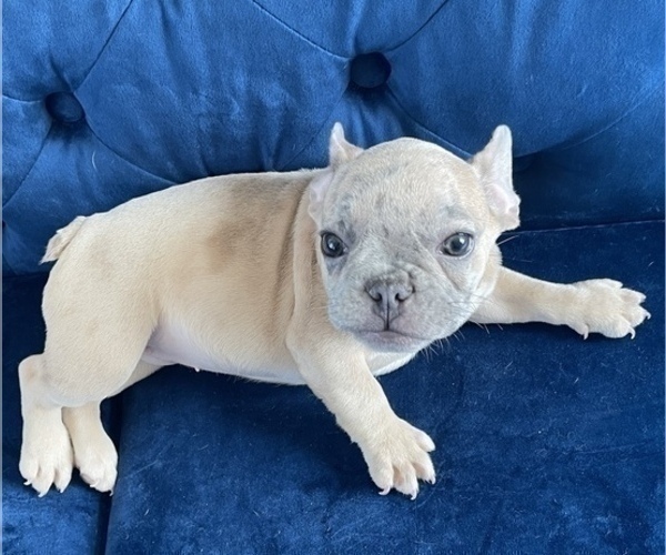 Medium Photo #6 French Bulldog Puppy For Sale in CHICAGO, IL, USA