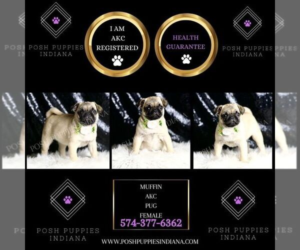 Medium Photo #2 Pug Puppy For Sale in WARSAW, IN, USA