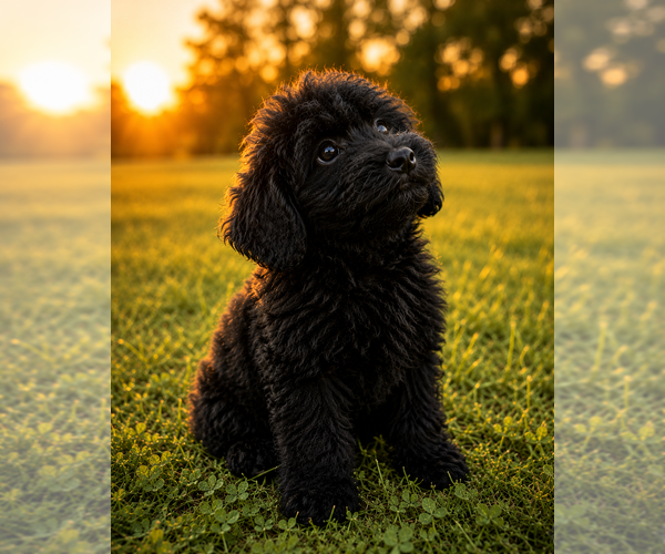 Medium Photo #49 Cavapoo (Miniature) Puppy For Sale in DURHAM, CT, USA